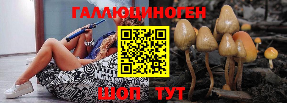 Псилоцибиновые грибы Psilocybe Майкоп